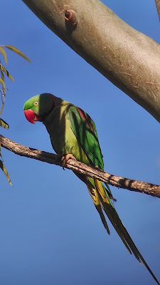 alexandrine-parakeet