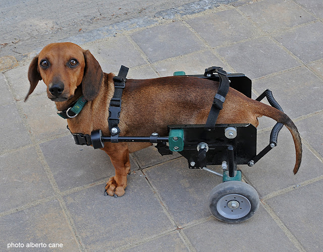 Il cane Sansone