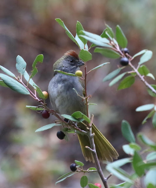 Green-tailed Towhee