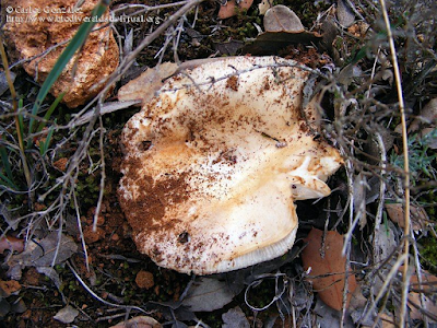 http://www.biodiversidadvirtual.org/hongos/Russula-ilicis-Romagn.-Chevassut-y-Privat-1972-img81718.html