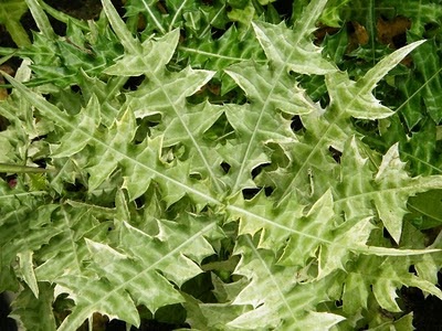 LI NA HERBS: JERUJU PUTIH (SEA HOLLY)