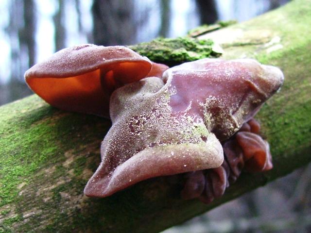 Auricularia auricula-judae