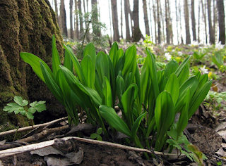 Листья Allium ursinum