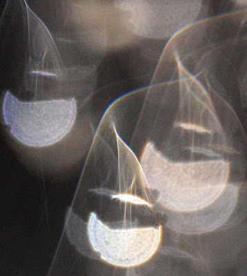 floating top orb and orb veil