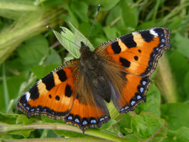 Small Tortoiseshell (2020)