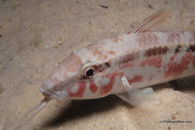 Goatfish