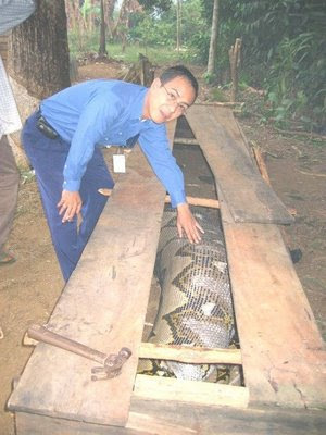 ular terbesar, anaconda raksasa, anaconda terbesar