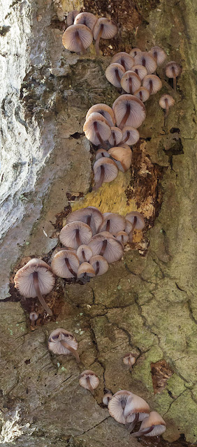 Mycena haematopus.  Keston Common, 11 November 2012.