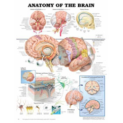 Brain Anatomy Model3