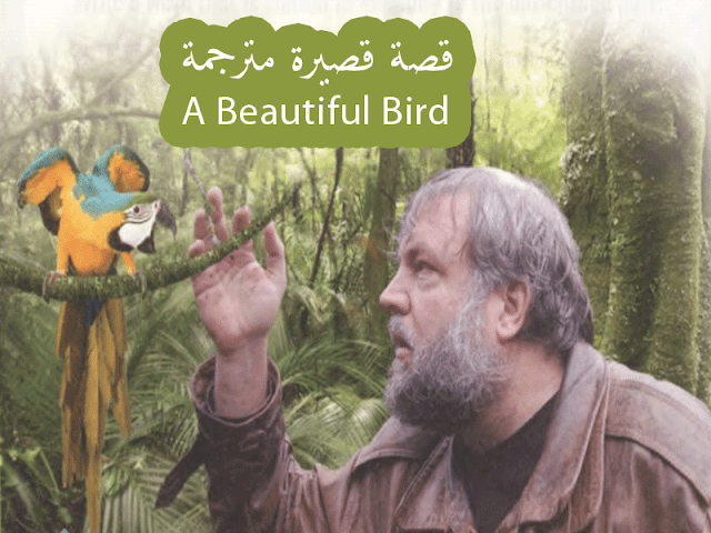 ترجمة قصة إنجليزية قصيرة A Beautiful Bird