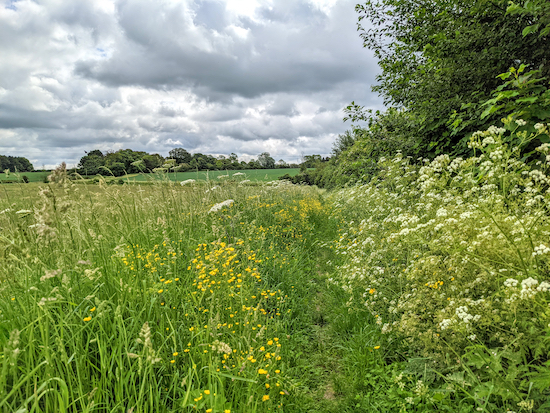 Anstey footpath 6 heading SE