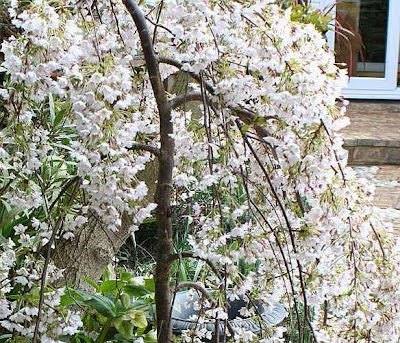 The Iford Weeping Cherry