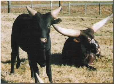 Cow with Largest Horns