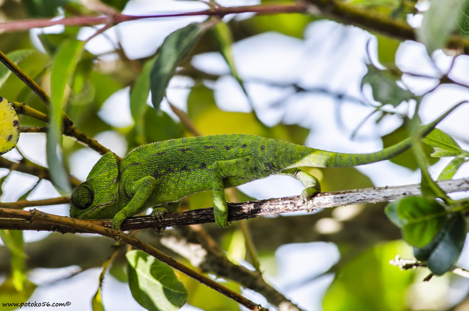 Parapetado en la rama un Camaleón Roteño espera que algún insecto se coloque para con su larga lengua ser engullido 