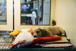 Young cream coloured puppy, lying on the vets examination table