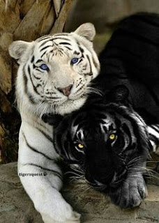  Tigre-branco com um "Tigre-negro" A maioria dos mamíferos negros se deve a uma mutação genética, que interfere na coloração dos pelos. De forma natural, são raros esses acontecimento, no entanto, exemplares de tigres com mutações estão sendo cada vez mais comuns devido ao cruzamento, em cativeiro, entre um mesmo grupo de indivíduo geneticamente semelhantes devido à proximidade de parentesco. 