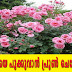 റോസ് ചെടി നിറയെ പൂക്കുവാന്‍ പ്രൂണ്‍ ചെയ്യേണ്ട വിധം 
