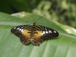 Parthenos sylvia - Clipper