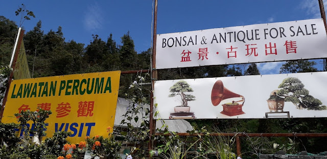 Bonsai & Antique @ Cameron Highland