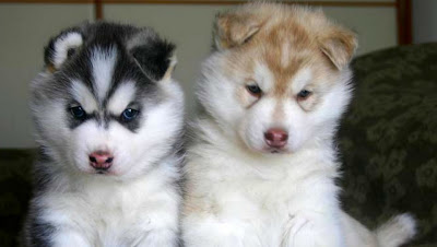 go to cute dog pictures, cute twins together