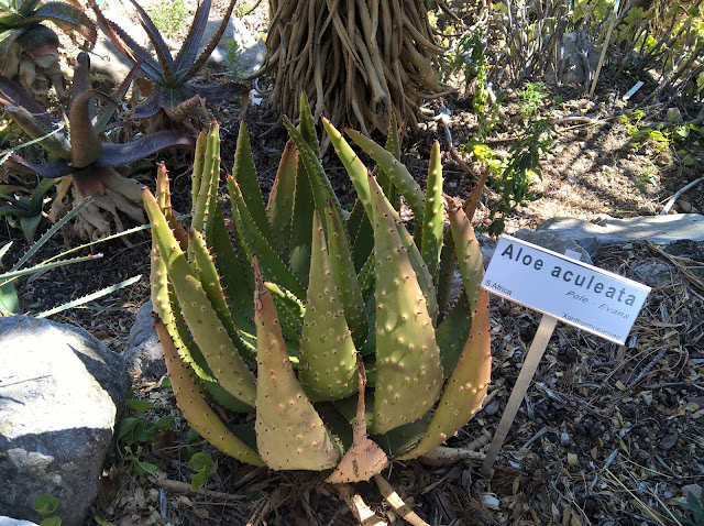 Aloe aculeata