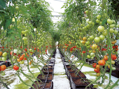 How To Store Tomatoes From The Garden Or Market