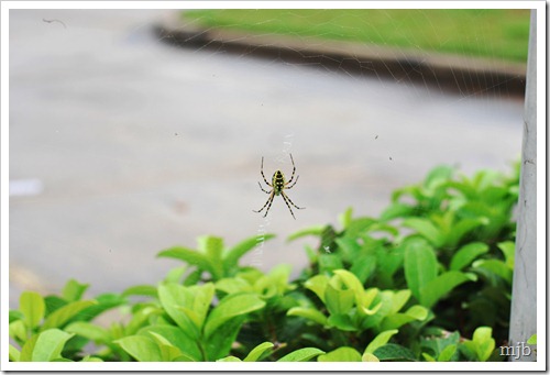 insanely large spider