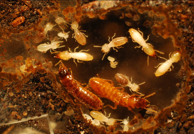 getting ride of termites