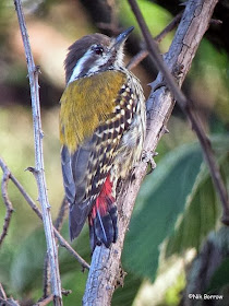 Pico abisinio Dendropicos abyssinicus