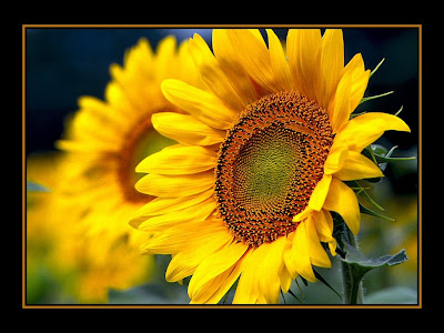 sunflowers wallpaper. Hd Sunflower Wallpaper.