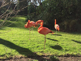 Flamingos Paradise Park