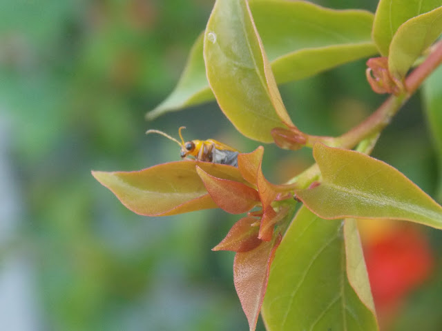 leaves