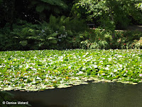 Pond with water lilies - Pukekura Park, New Plymouth, New Zealand