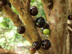 樹葡萄（嘉實果）樹幹上的果實