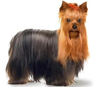 beautiful brown and black Yorkshire Terrier dog breed photo