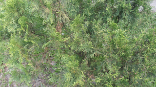 Arborvitae tree pictures