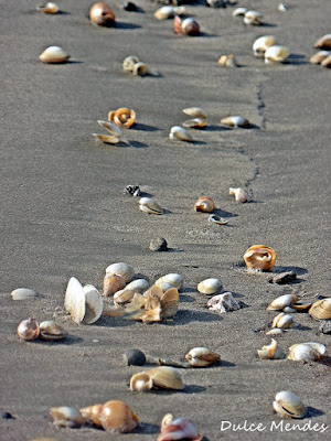 Conchas voltaram a praia do cassino