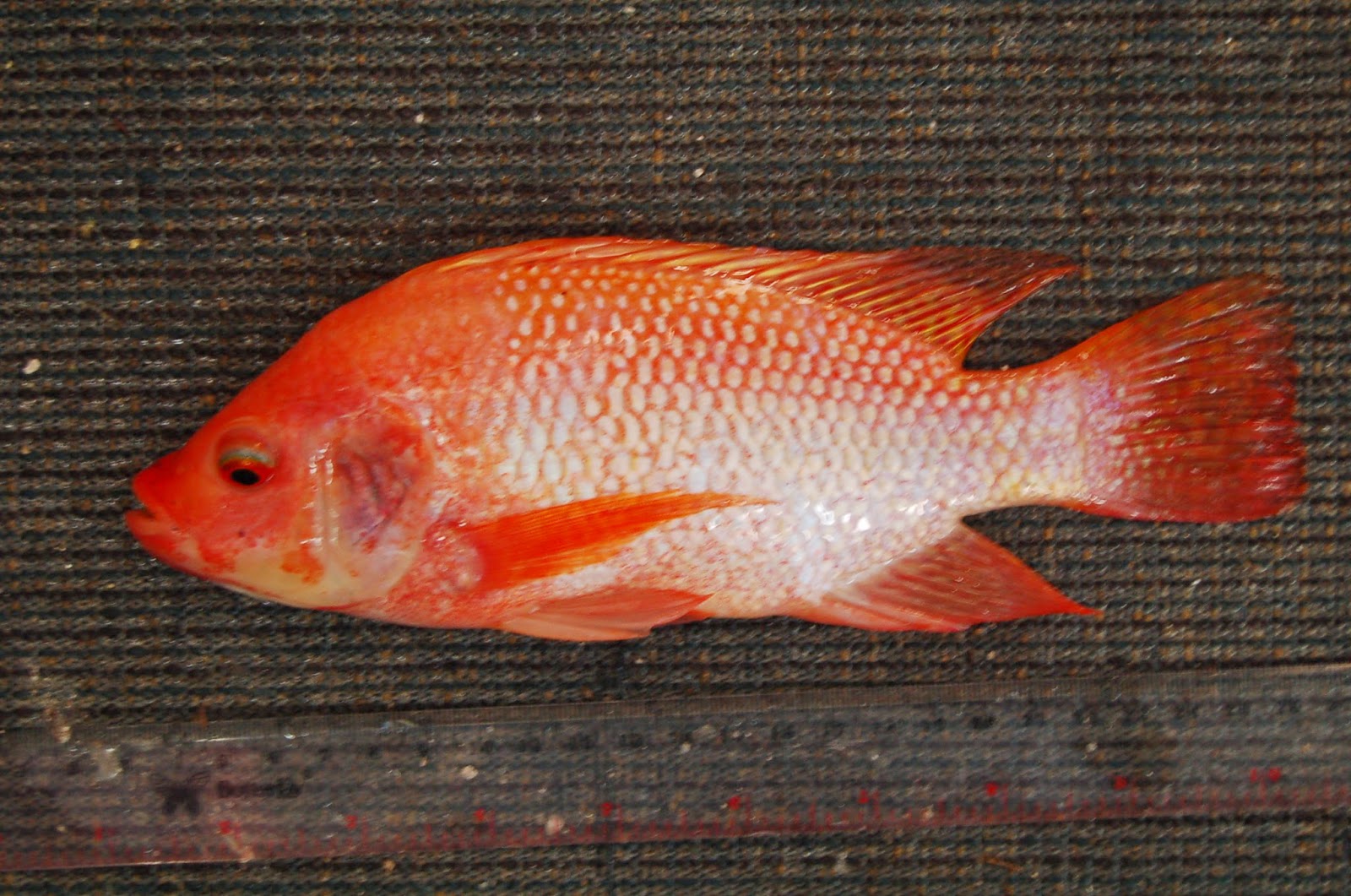 Jual Ikan  Nila Merah  atau Nila Gif