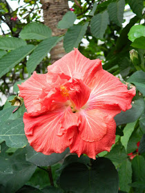 Allan Gardens Conservatory Christmas Flower Show 2015 red tropical hibiscus by garden muses-not another Toronto gardening blog