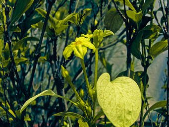 yellow-mussaenda-flower-plant-close-up-dwarf-yellow-mussaenda 