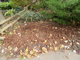 The Annex Front Garden Fall Cleanup after by Paul Jung Toronto Gardening Services