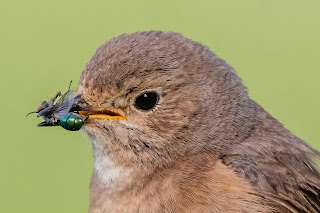 Redstart DFBridgeman