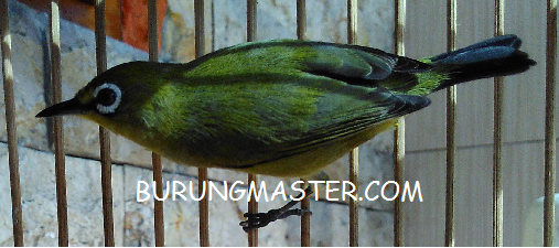 burung pleci dada kuning