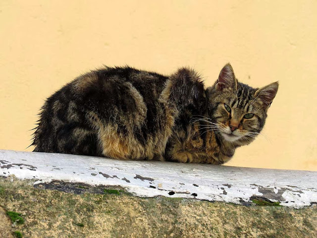 Wet cat after a downpour, via del Fagiano, Livorno