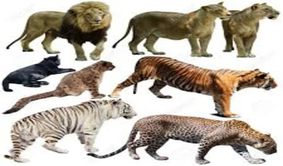 فصيلة الحيوانات التي تنتمي اليها الاسود والنمور والفهود والقطط