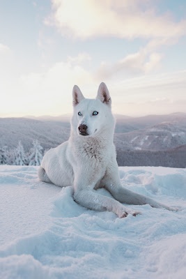 صورة كلب هاسكي ابيض ، صور كلاب بيضاء بجودة 4K