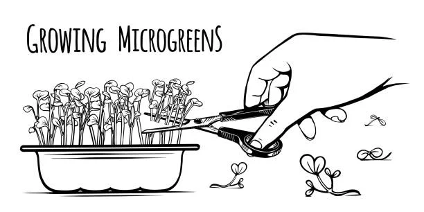 How to Grow Microgreens Indoors: A Nutrient-Packed Harvest in Just 7 Days-plantify