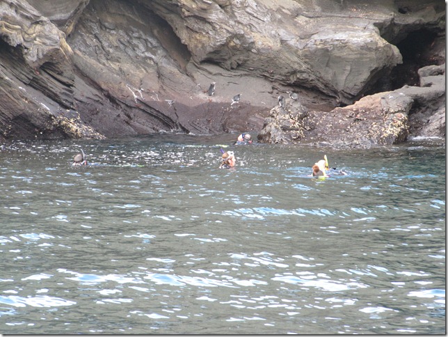 swiming with pinguins marilyn