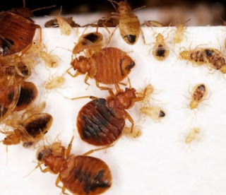 How To Get Rid Of Bed Bugs Fast Toronto