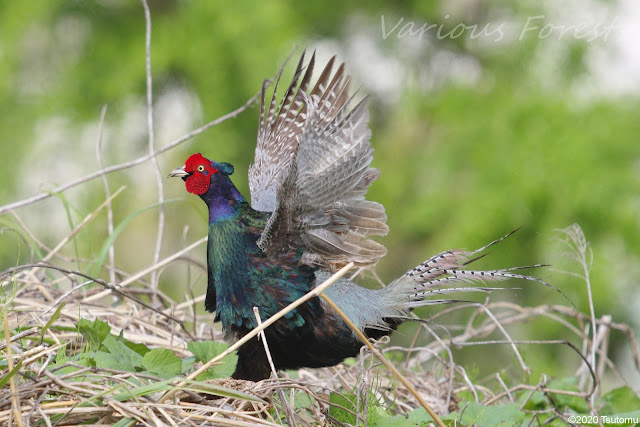 Pheasant in Tokyo Hachiouji